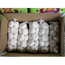 Chinese Export Good Quality Pure White Garlic